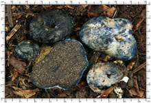 Chamonixia caespitosa